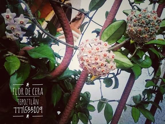 Hotel Flor De Cera Tepoztlán Esterno foto